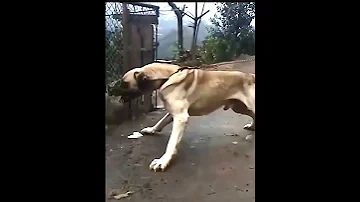 Most Aggressive Real Giant TURKISH KANGAL DOG Shorts 