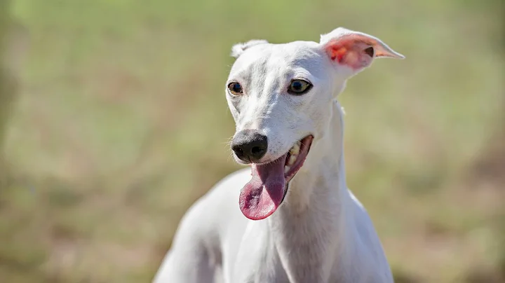 How to Keep Your Whippet Entertained with Fun Playtime Activities