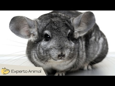 Video: ¿Cuánto tiempo viven las chinchillas en casa?