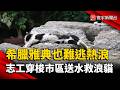希臘雅典也難逃熱浪！熱心人士四處奔走照顧浪貓｜#寰宇新聞 @globalnewstw