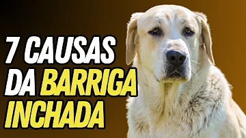É normal filhote de cachorro ter a barriga grande?