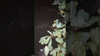 Comment Alimenter Ses Clarias Ou Poisson Chat Dafrique