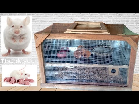 Casual Blog » Build Your Own Rat Cage