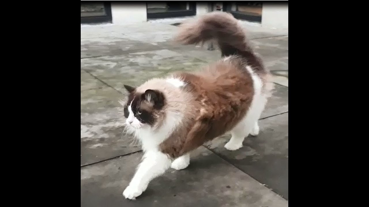 Fearless Cat Walking Through The Storm  (Timo the Ragdoll Cat)