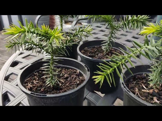 Growing Monkey Puzzle from Seed Part 7 - 18 months old taken outside