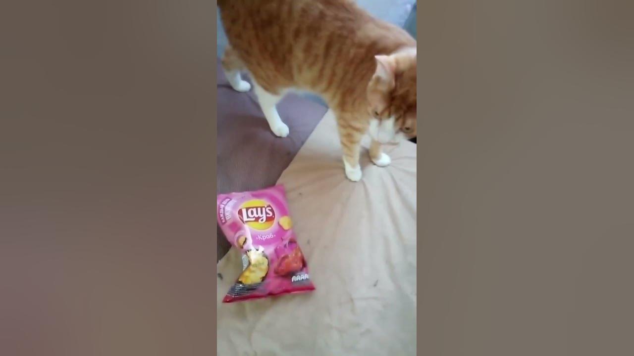 Котик и чипсы😽🧇😋 #cat - YouTube