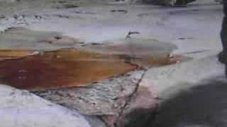 Part 1 Bbc Walking With Beasts Next To Kin