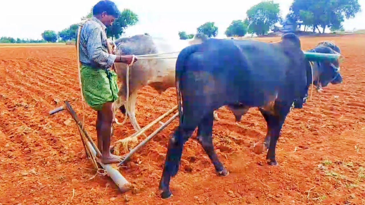పాలపల్లు, రెండుపల్ల కోడెలు అమ్ముతారు 8121054271 || Ongole farming bulls for sale