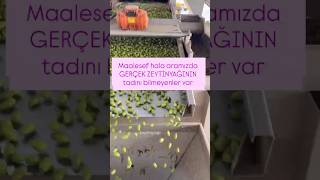 Videomu Gördüyseniz Lütfen Abone Olurmusunuz Bu Sene Çok Yoktu O Yüzden Stoklarımız Az