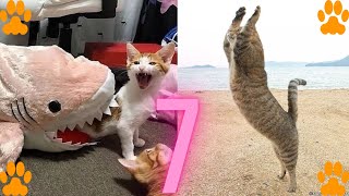 OMG So Cute Cats ♥ Best Funny Cat Videos 2021#7