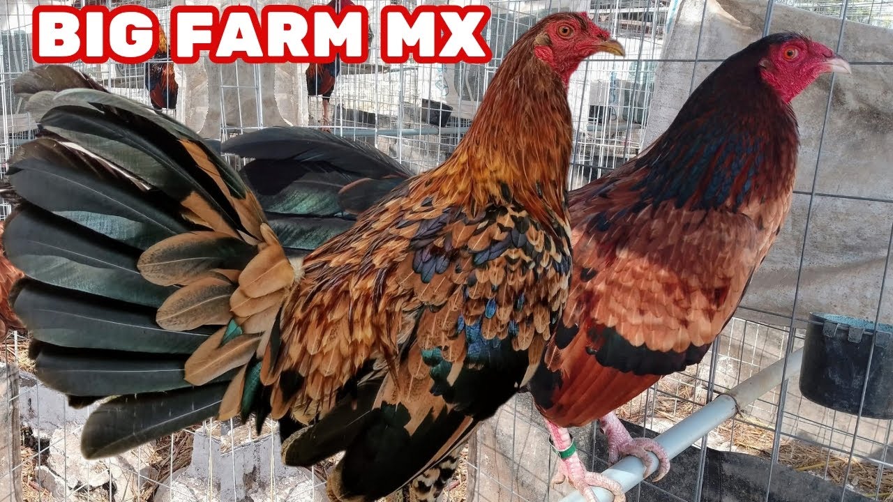 Открытые загоны для разведения кур на большой ферме 🇲🇽 Время кормления. Форма курятника. На откры...