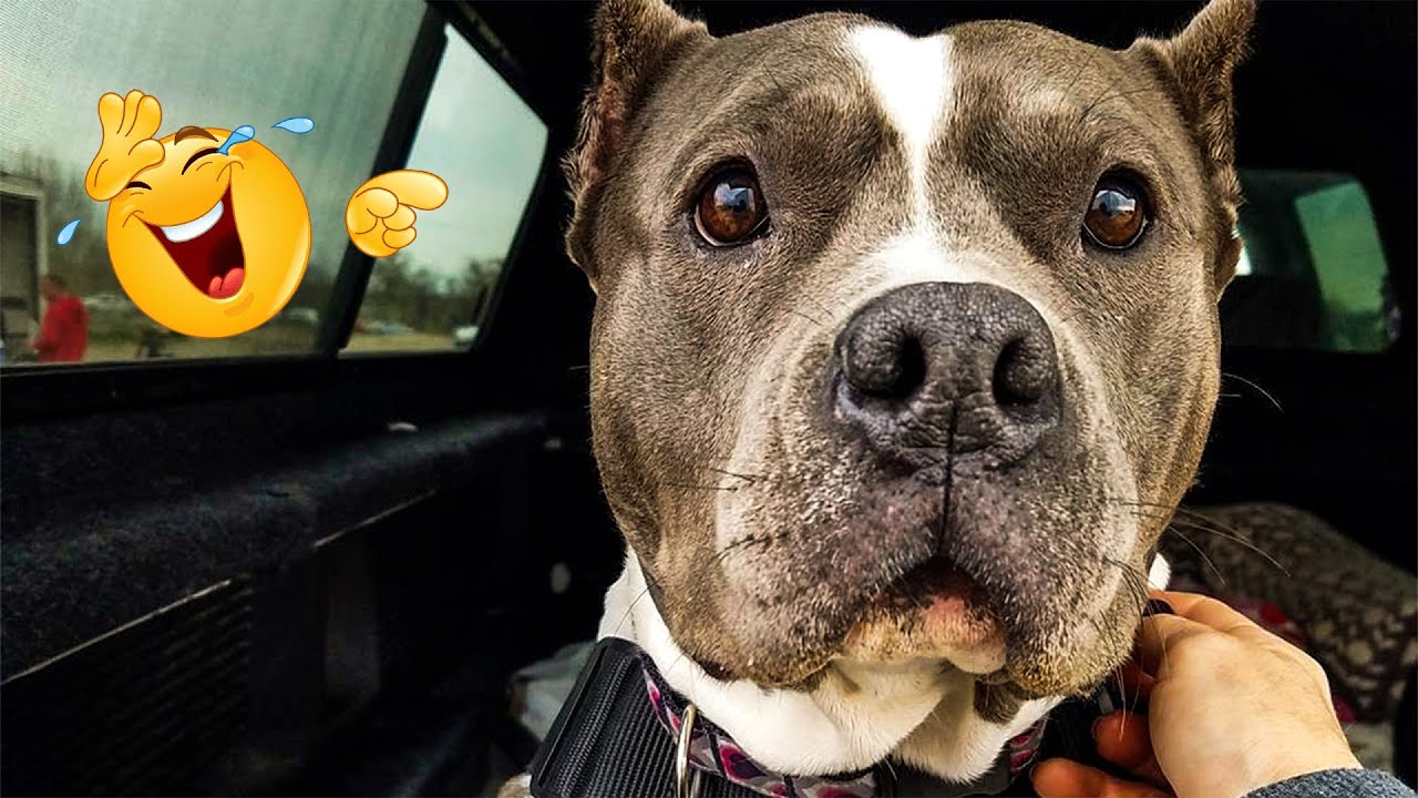 Best Of The 2025 Funny Animal Videos 🤣🐶 The Funniest Cat & Dog Moments Compilation 😁.