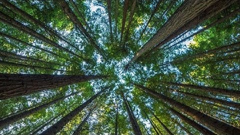 Trees , Memory Poem song for TN Sixth standard students