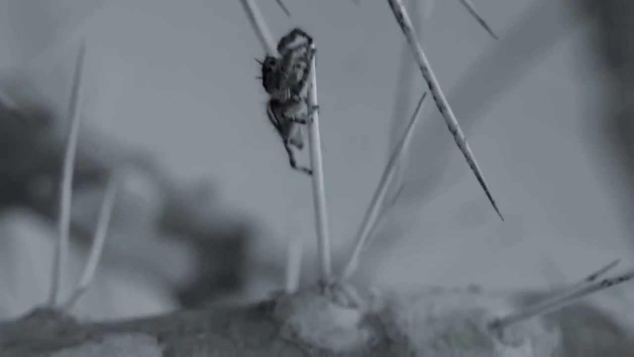 Araña atigrada - YouTube