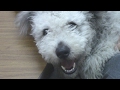 Local puppy is a rare breed の動画、YouTube動画。