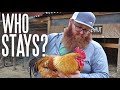 How We Choose Our Roosters