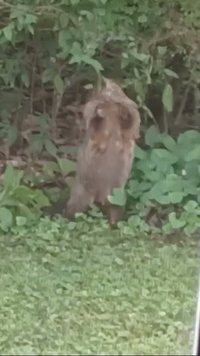 He looked at me like "What you looking at?" 😏 #pets #groundhogs #