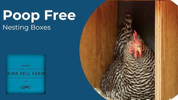 Stop Chickens From Pooping in Nesting Boxes