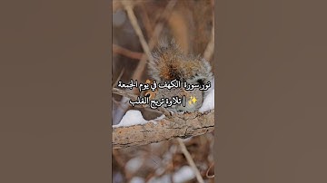 سورة الكهف في يوم الجمعة #سورة_الكهف  #جمعة_مباركة   #نور_القرآن #فضل_سورة_الكهف #ماهر_المعيقلي