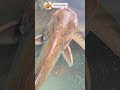 #fish #fishing #fishingvideo #fishinglife #shorts #youtubeshorts