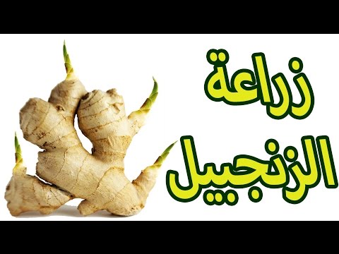 فيديو: زراعة شتلات الطماطم في 