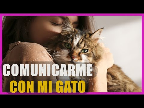 Video: ¿Cómo puedo comunicarme con Meerut?