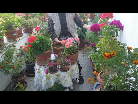 Video: Kosmeya (59 Fotoğraf): Açık Alanda Bir çiçek Dikimi Ve Bakımı, Bir çiçek Yatağında Tohumlardan Kozmeia Yetiştirme, Açıklama, çift Tüylü, Kükürt Sarısı Ve Diğerleri
