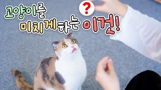 With this, I can get attention from the cat too! (ENG SUB)