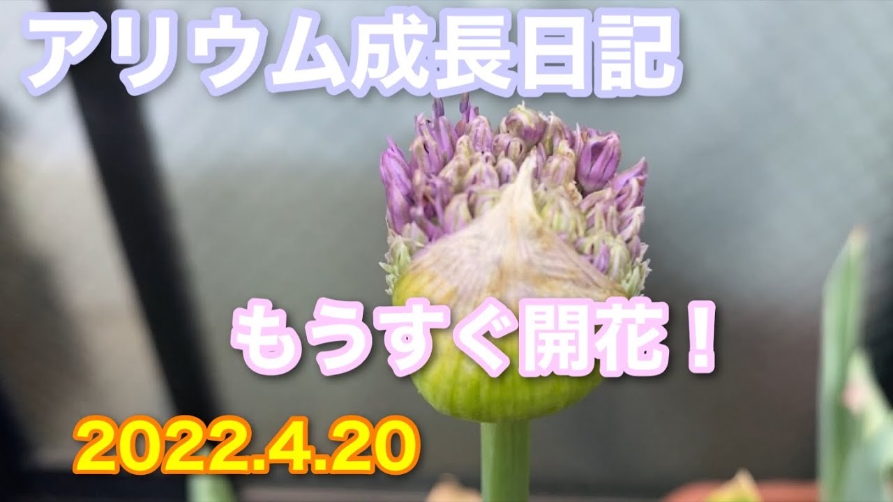 アリウム もうすぐ開花する Youtube