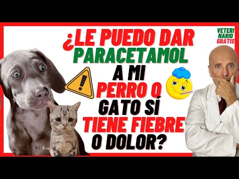 Video: Toxicidad del paracetamol en gatos y perros