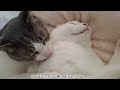 さとるくんにかまってほしいアッシュくん の動画、YouTube動画。