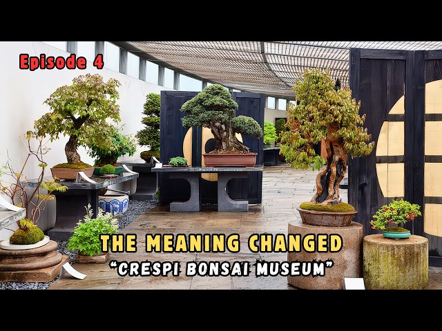 Inside Crespi Bonsai Museum | Why Bonsai Changed Outside Japan - YouTube