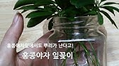 식물 홍콩 야자 키우기 🌴 홍콩 야자 번식 홍콩 야자 삽목 🍊 Schefflera Arboricola Care - Youtube