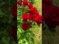 Red Roses Red Roses Garden Nature Redrose Shortsfeed Shorts Ytshorts 4knature mp3