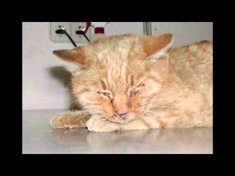 Vídeo: Doença De Lyme Em Gatos