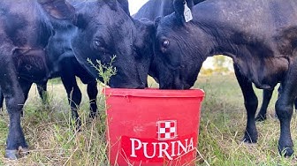 Purina Youtube