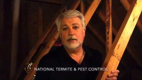 Roaches & Rats in Attics - Signs of bugs in attics and what to do