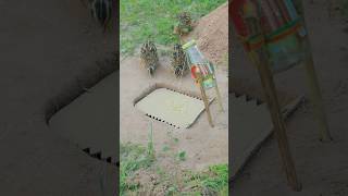 Technique Quick Making Quail Trap