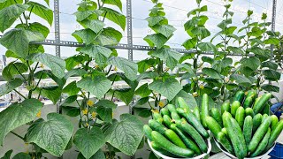 Growing Cucumbers At Home: Tips To Help Cucumbers Bear Fruit All Year Round