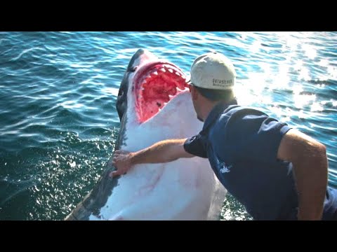 Vidéo: Un Pêcheur Sauvé Miraculeusement D'une Attaque De Requin