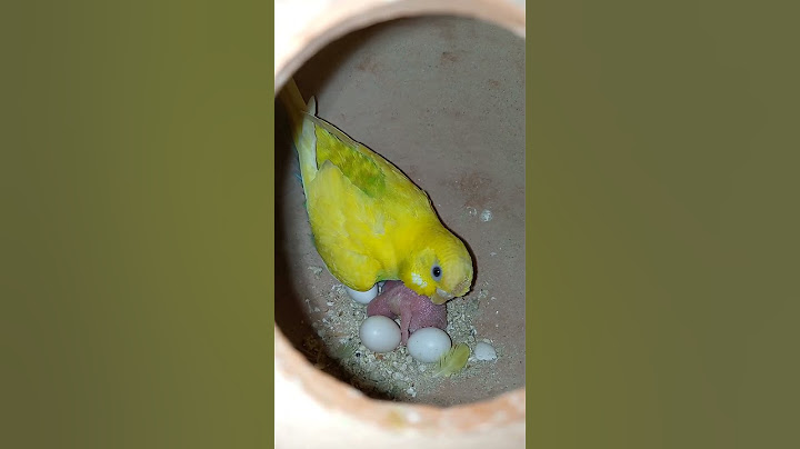 Selamat datang bayi burung beo baru (mashallah) 3