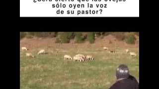 Las ovejas conocen la voz de su pastor...