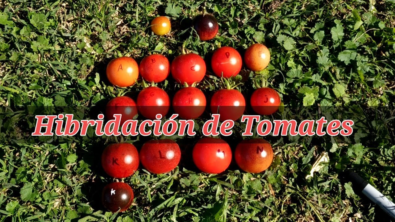 Hibridar Tomates, practica y resultados! -  
