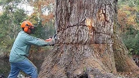 Amazing Fastest Skill Cutting Big Tree ChainSaw Machines, Heavy Biggest Felling Tree Machine working