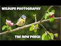 Backyard photography - The New Perch - Sony 100-400 Gmaster