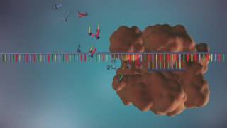 DNA replication   3D Details