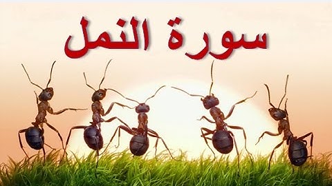 27 - سورة النمل ,,, تلاوة مؤثرة (خالد الجليل) // 27 - Souret El Naml