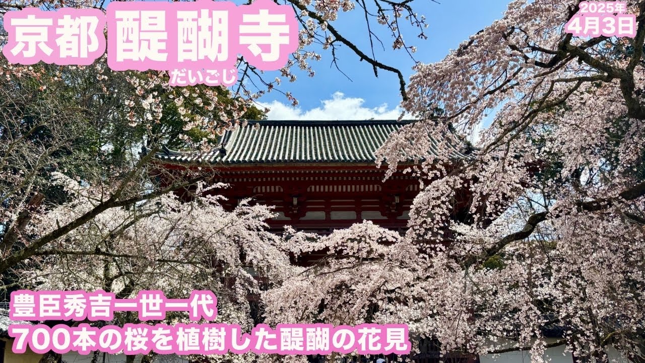 京都・桜名所「世界遺産 醍醐寺」に！八分咲きの見頃でした！ - YouTube