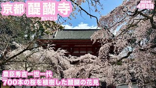 京都・桜名所「世界遺産 醍醐寺」に！八分咲きの見頃でした！ - YouTube