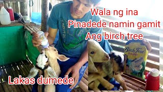 Baby Goat feeding gamit  ang birch tree